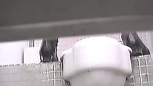Pissing in the toilet